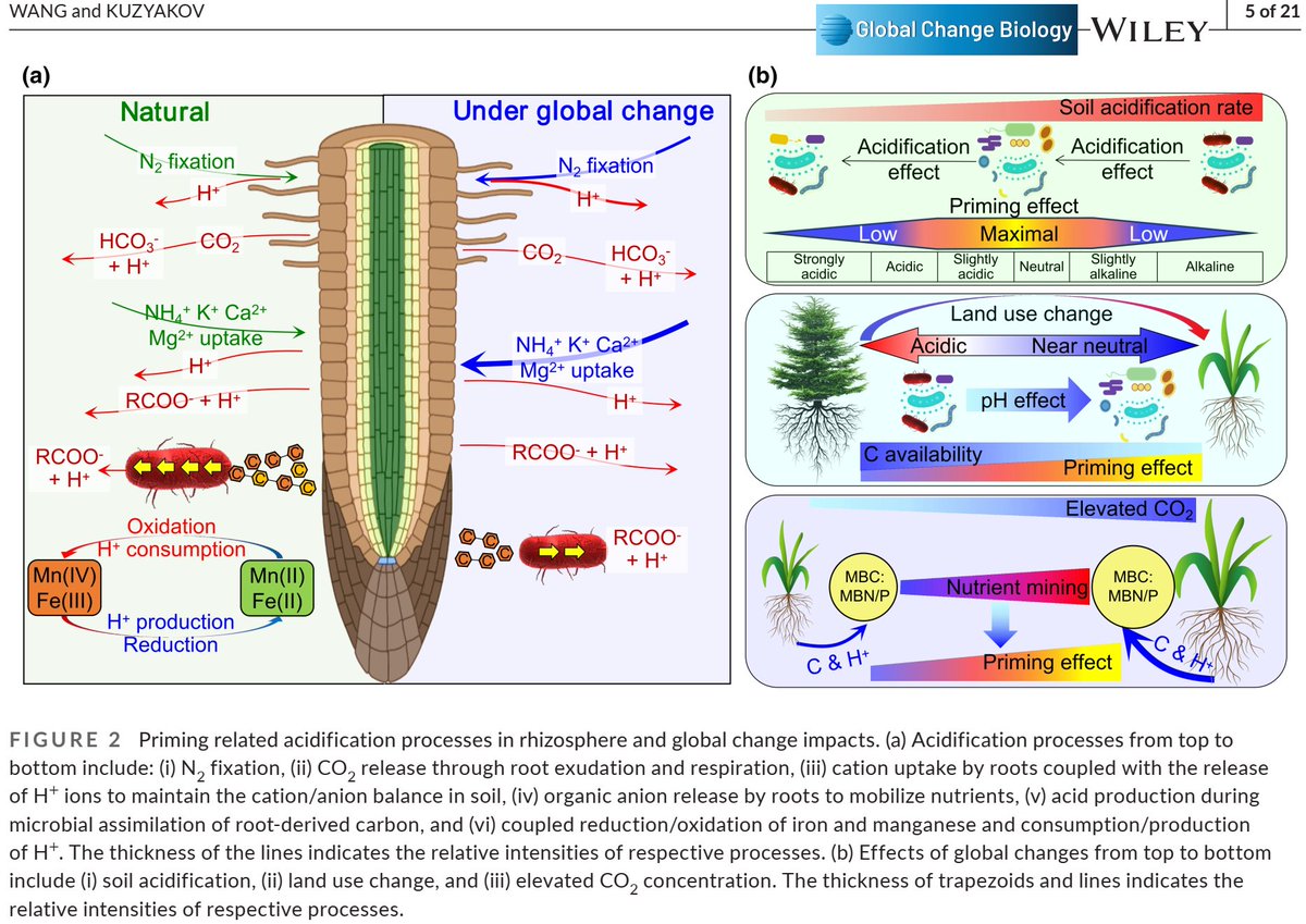 Yakov Kuzyakov . . . priming Soil Science (@ykuzyakov) on Twitter photo 💥NEW & FUNDAMENTAL 🔥
SOIL ORGANIC MATTER PRIMING: The pH effects
Just published in <a href="/GlobalChangeBio/">Global Change Biology</a>
doi.org/10.1111/gcb.17…
#SoilOrganicMatter #primingeffect #CO2 #enzymes
#GlobalChange #rhizosphere #carbon #acidification 💥NEW & FUNDAMENTAL 🔥
SOIL ORGANIC MATTER PRIMING: The pH effects
Just published in <a href="/GlobalChangeBio/">Global Change Biology</a>
doi.org/10.1111/gcb.17…
#SoilOrganicMatter #primingeffect #CO2 #enzymes
#GlobalChange #rhizosphere #carbon #acidification