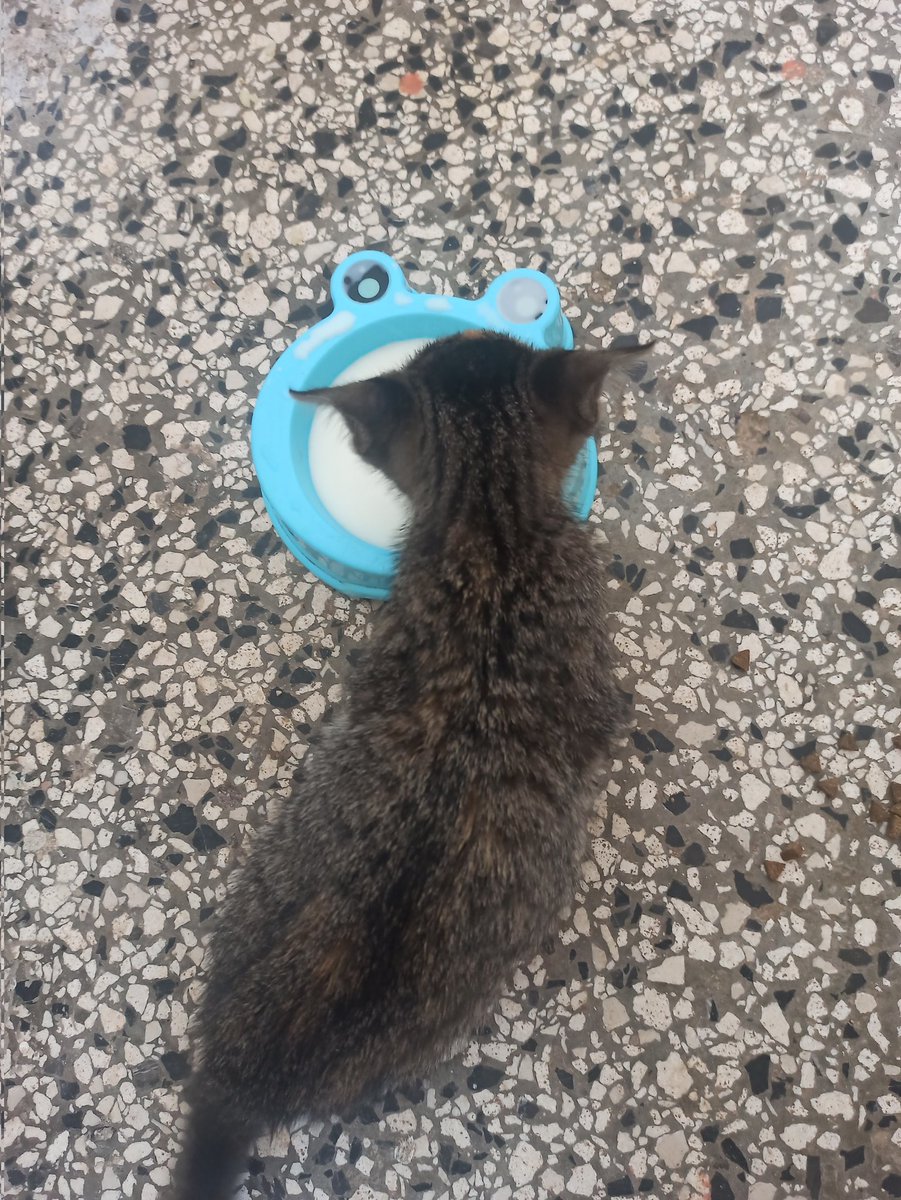 OfficalArchie's tweet photo. Kittie gulp milkie from mine bol 😻
#cat #CatsOfX #CatsOnX #kitten #catlover #aborable #cute #love #sharing https://t.co/LSuG4a67Vy