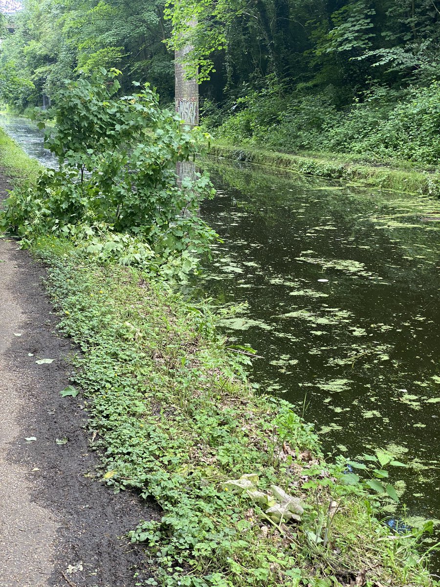 mraymond68's tweet photo. @CanalRiverTrust not sure who would deal with this tree dell across the Tame Valley Canal under Green Lane B43 https://t.co/TH2D8UJQDo