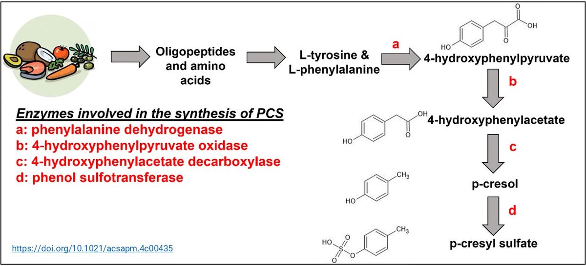 <a href="/AnilKumar_NII/">Anil Kumar</a>  with his collaborators <a href="/JNU_official_50/">Jawaharlal Nehru University (JNU)</a> developed a sensor for quantifying p-Cresyl Sulfate, a gut metabolite &amp; a uremic toxin.

Its detection in human body fluid is of immense importance for diagnosing chronic kidney diseases.

📰👉bit.ly/3wXF7yY