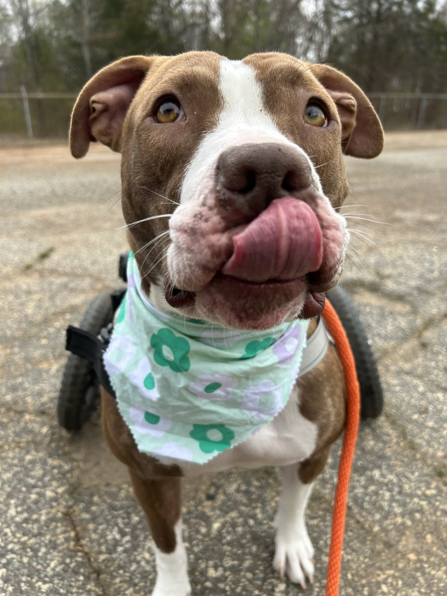 Lake Norman Humane tweet media