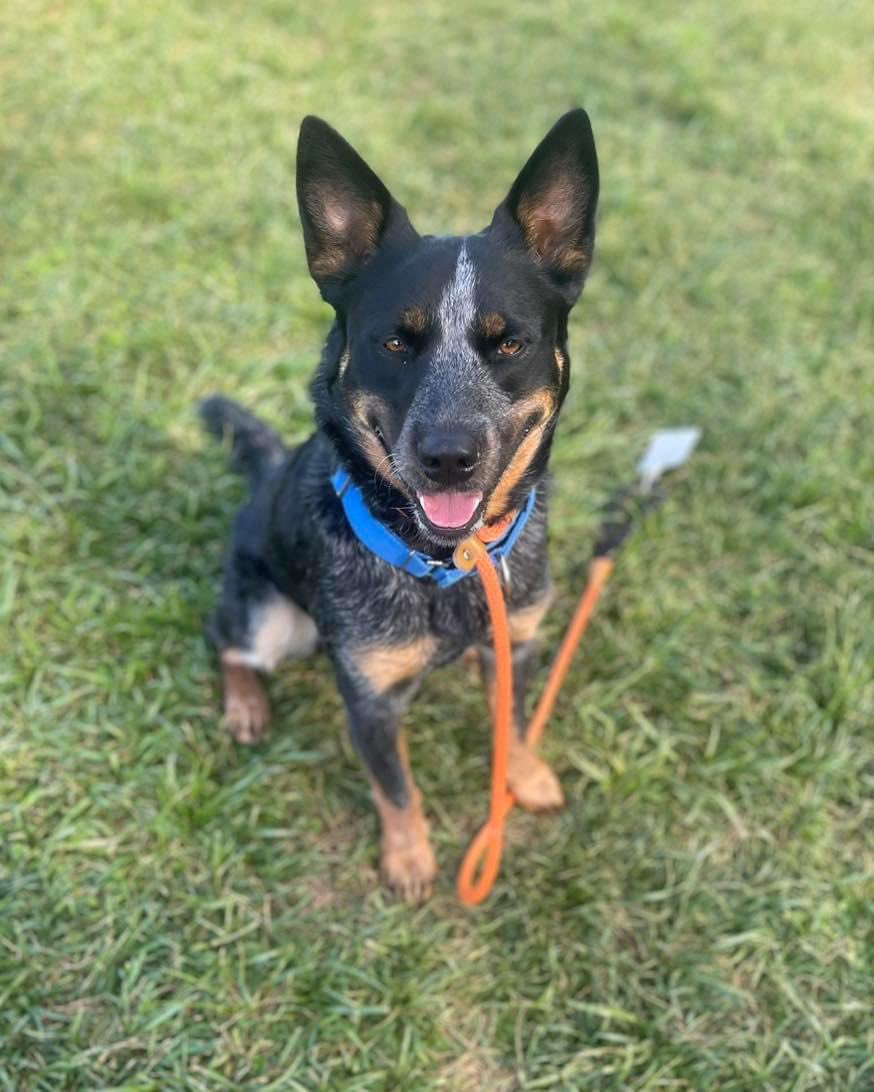 Lake Norman Humane tweet media