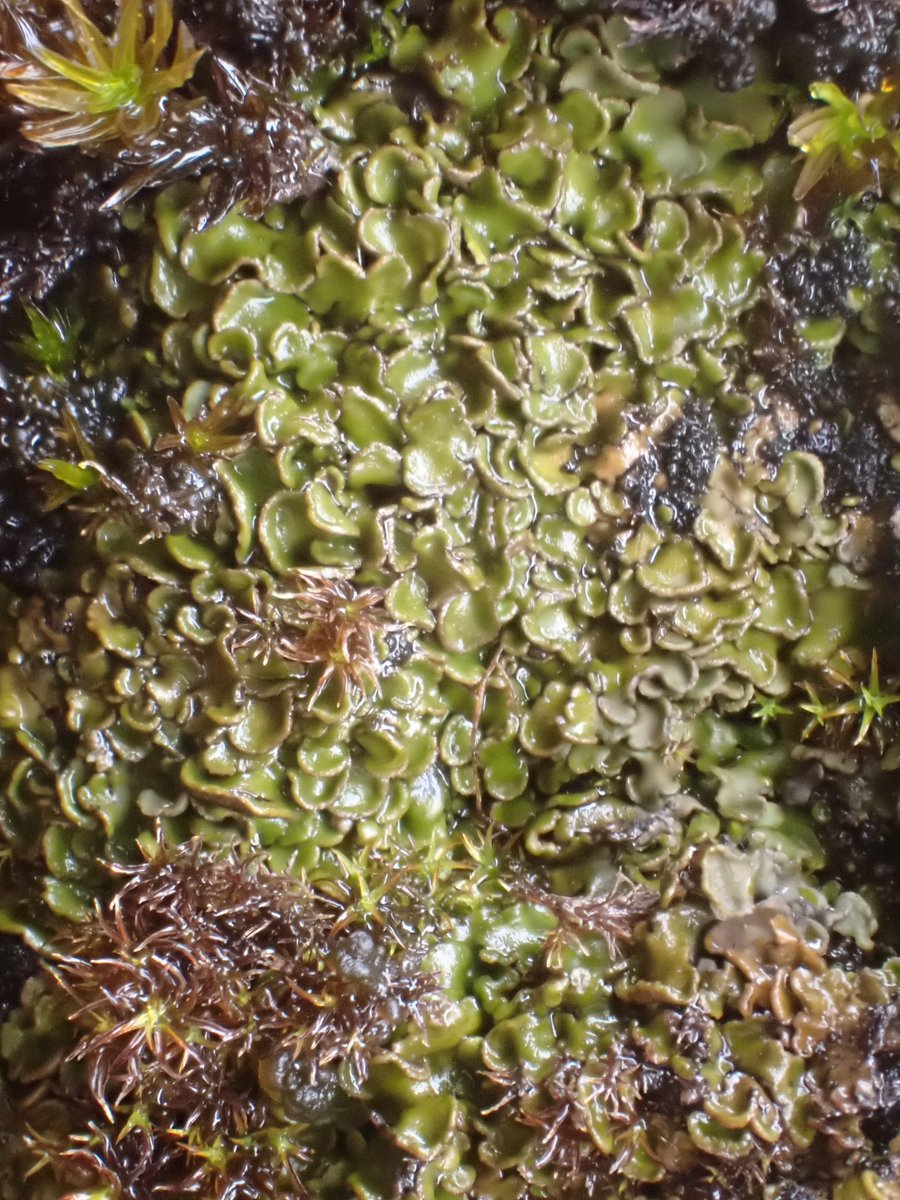 Pete Martin (@onloughrigg) on Twitter photo Back now from <a href="/BLSlichens/">The British Lichen Society</a> aquatic lichen course. Learned loads; met new things like the "pinging green" Endocarpon adscendens; spent good time with @rob_yaxley, <a href="/CyanoEvo/">Dr Nathan Chrismas</a>, @maxiePut, <a href="/markstephens44/">Mark Stephens</a> and others. Thanks to all, and <a href="/LancsOutdoorEd/">Lancashire Outdoor Education</a> Tower Wood for looking after us... Back now from <a href="/BLSlichens/">The British Lichen Society</a> aquatic lichen course. Learned loads; met new things like the "pinging green" Endocarpon adscendens; spent good time with @rob_yaxley, <a href="/CyanoEvo/">Dr Nathan Chrismas</a>, @maxiePut, <a href="/markstephens44/">Mark Stephens</a> and others. Thanks to all, and <a href="/LancsOutdoorEd/">Lancashire Outdoor Education</a> Tower Wood for looking after us...