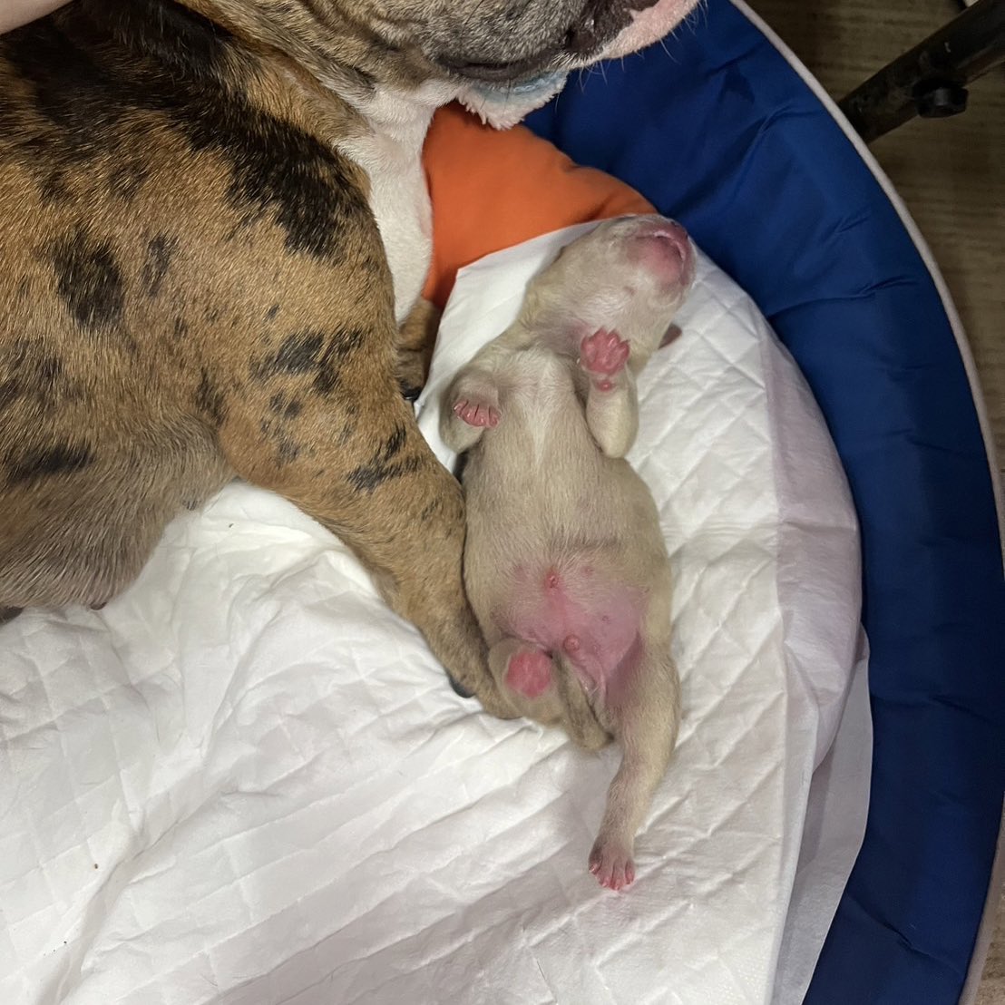 ภาพวันแรกที่หมูกรอบเกิดกับรูปข้างล่างห่างกันแค่เพียงไม่กี่สัปดาห์ โปรดดูการเติบโตของสุนัขเด็ก คุณแม่ออกัสต้องผ่าคลอด เนื่องจากตัวใหญ่เกินไป และไม่รู้ว่าคุณพ่อของหมูกรอบคือใครกันแน่ เพราะออกัสได้หลับนอนกับสุนัขพร้อมกันสองตัว