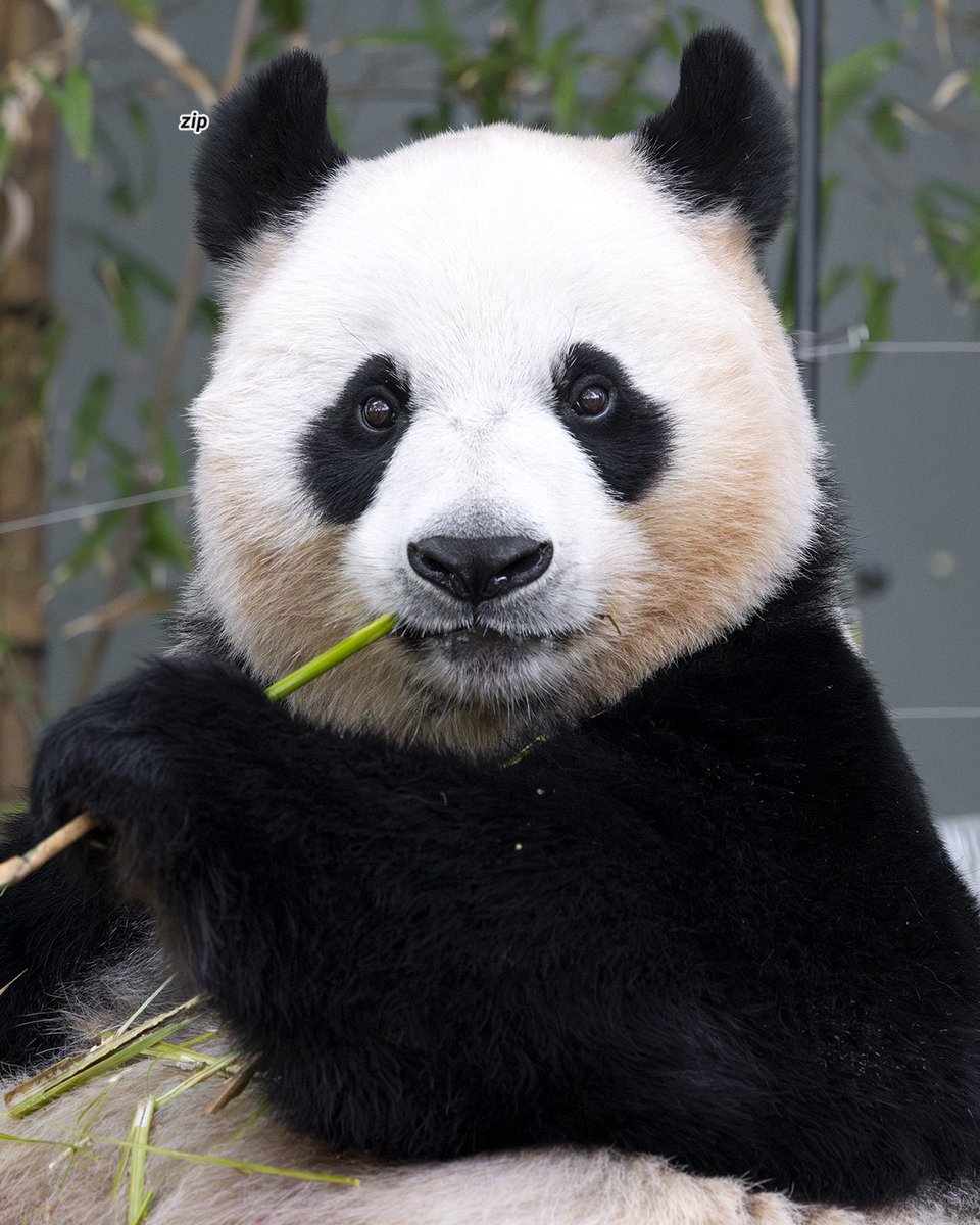 🐼 ૮₍ ˃ ⤙ ˂ ₎ა tweet media