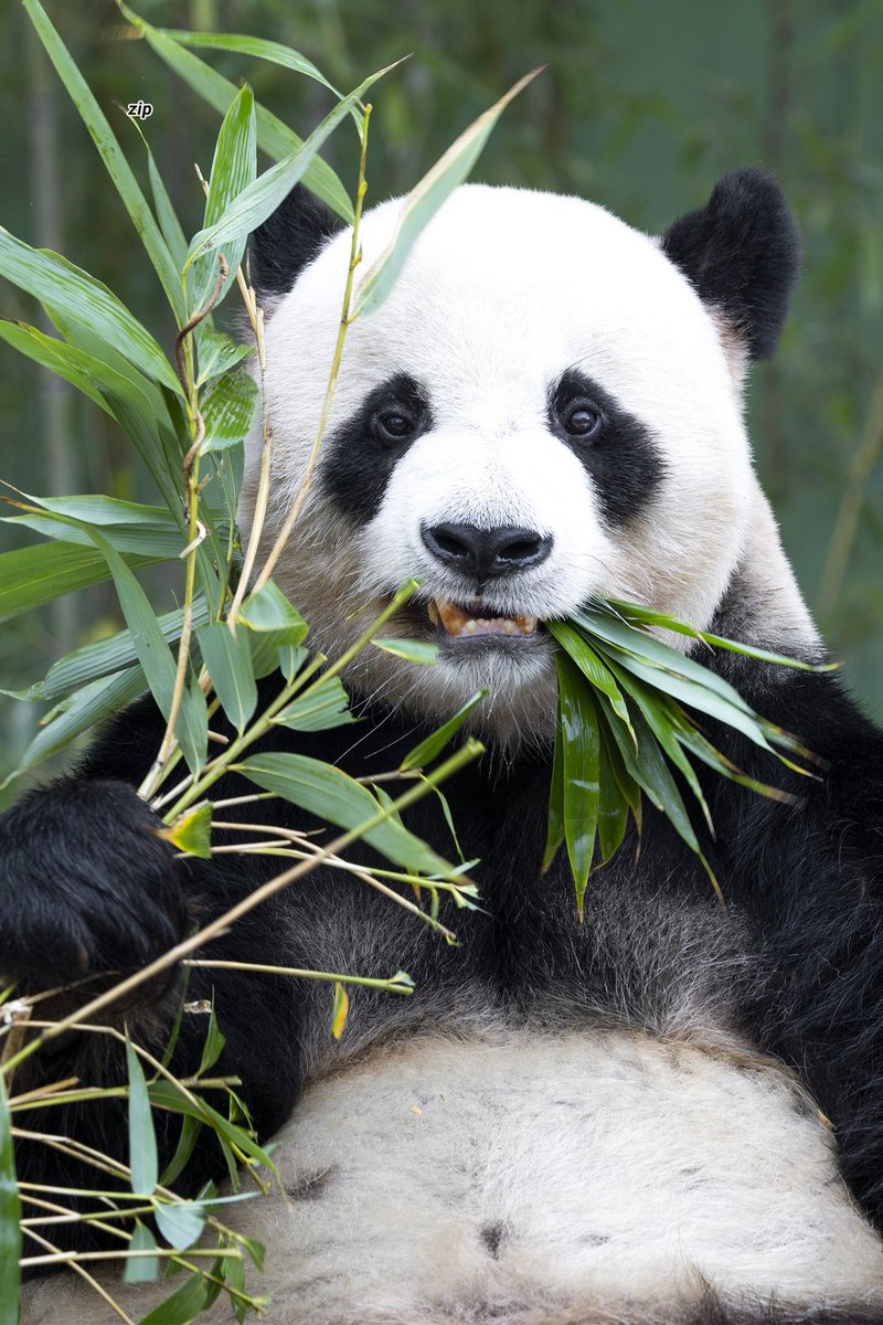 🐼 ૮₍ ˃ ⤙ ˂ ₎ა tweet media