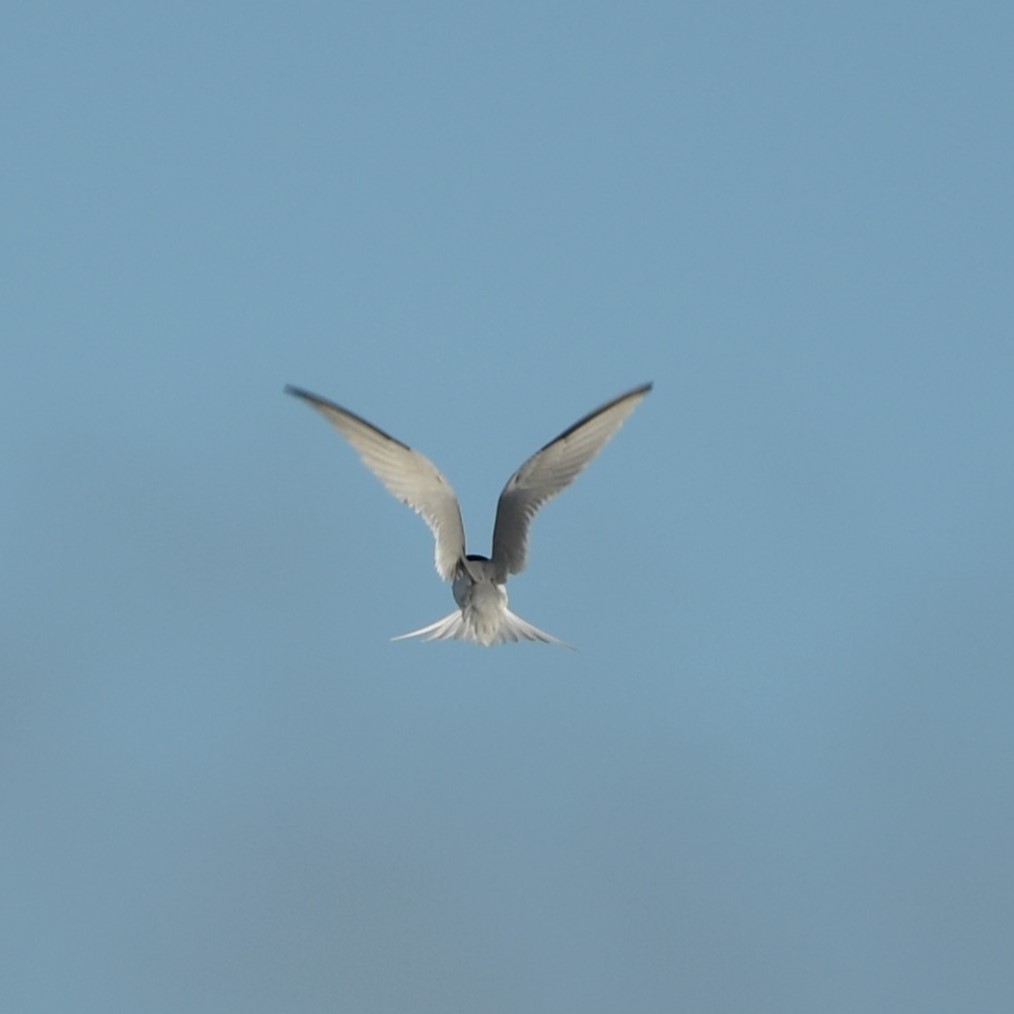 Baldbirder1's tweet photo. Finally banished my Least Tern demons this week. After dipping the 83-92 Rye Harbour bird seven times in 91-92 and this one in June 2022, it was good to finally see this at Portrane - phew! @RareBirdAlertUK @LeeEvansBirding @BirdGuides #LeastTern #Birding https://t.co/4xfWwctYWX