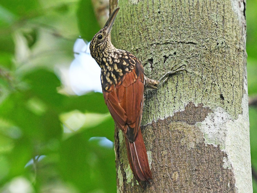 Bird of the day: The Black-striped Woodcreeper (Xiphorhynchus lachrymosus) is now detectable with the BirdNET app.

Learn more about this species: ebird.org/species/blswoo1

Photo: Josanel Sugasti -photographyandbirdingtourspanama