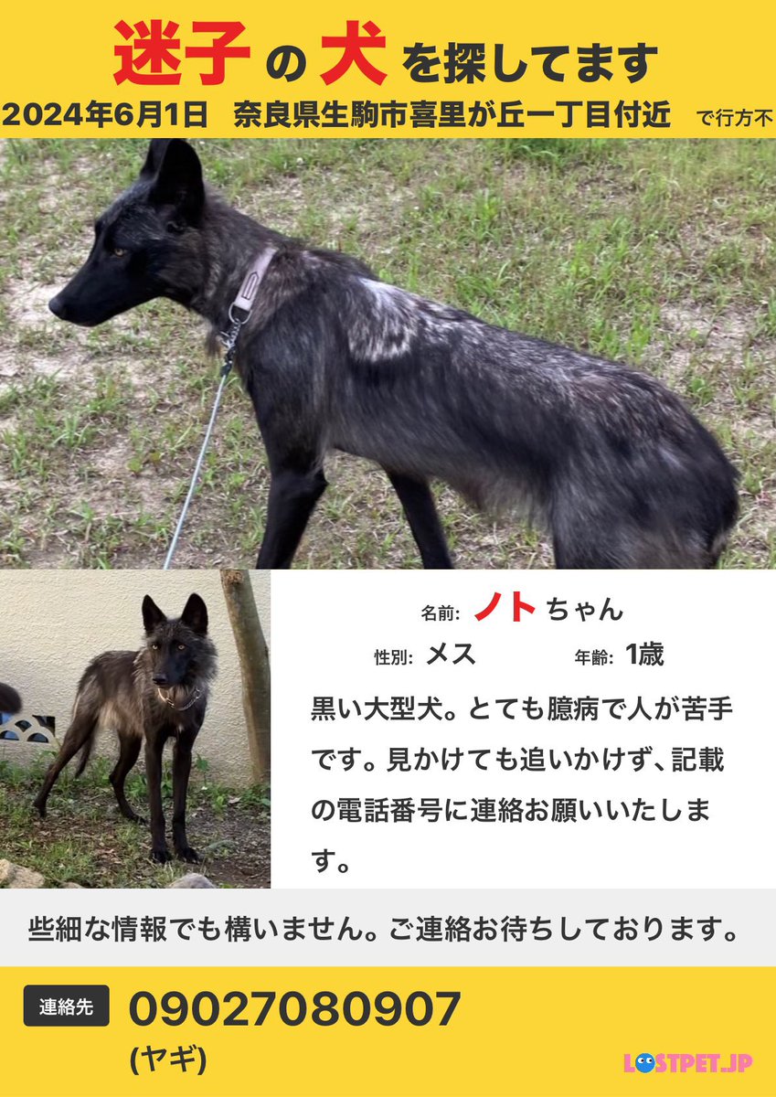 maigo_dog_'s tweet photo. ⚠️ #捜索中⚠️
#迷子犬情報 #迷子犬 #迷い犬 
#捜索中 6/1 (土)昼12時すぎに逸走
#奈良県 #生駒市 #喜里が丘 1丁目付近
#ウルフドッグ #黒犬　
#迷子犬 #迷い犬 
【隣接自治体】 #奈良市 #大和郡山市 #生駒郡 #平群町 #斑鳩町
#京都府 #京田辺市 #相楽郡 #精華町
#大阪府 #枚方市 #大��市 #東大阪市 #四條畷市 #交野市
⚠️目撃した際は慌てずに⚠️
怖がりの為、呼びかけ🆖無理な追いかけ🆖追うと逃げます。
お時間許す場合は安全な状態で📷撮影をお願いします🙏 
⚠️情報提供や詳細確認は直接引用元へ📞もしくは110📞🙏
些細な事でも構いません。ポスターの連絡先迄📞情報をお寄せください。皆さま、ご協力をお願いいたします🙏
⚠️誹謗中傷など迷子犬解決の助けとならないコメントはご遠慮ください