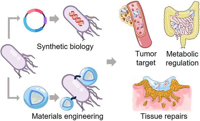 Our #WeekendReading suggestion for you today is this Review article:

Advances of Bacterial Biomaterials for Disease Therapy ➡️ go.acs.org/9BK

Thanks to Lin Zhai, Laiying Fu, Wei Wei, and Diwei Zheng for their insightful work!

#biomaterials #metabolicengineering