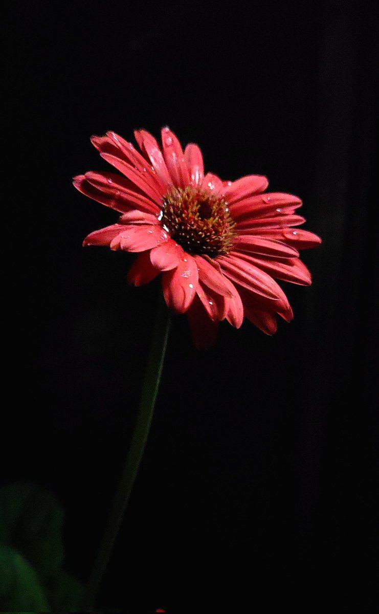 16Ril's tweet image. Best Shot Gallery
玄関にある花

[ #5月の花 ]
[ #Mayflowers ]

@up_photo_theme

#写真好きな人と繋がりたい