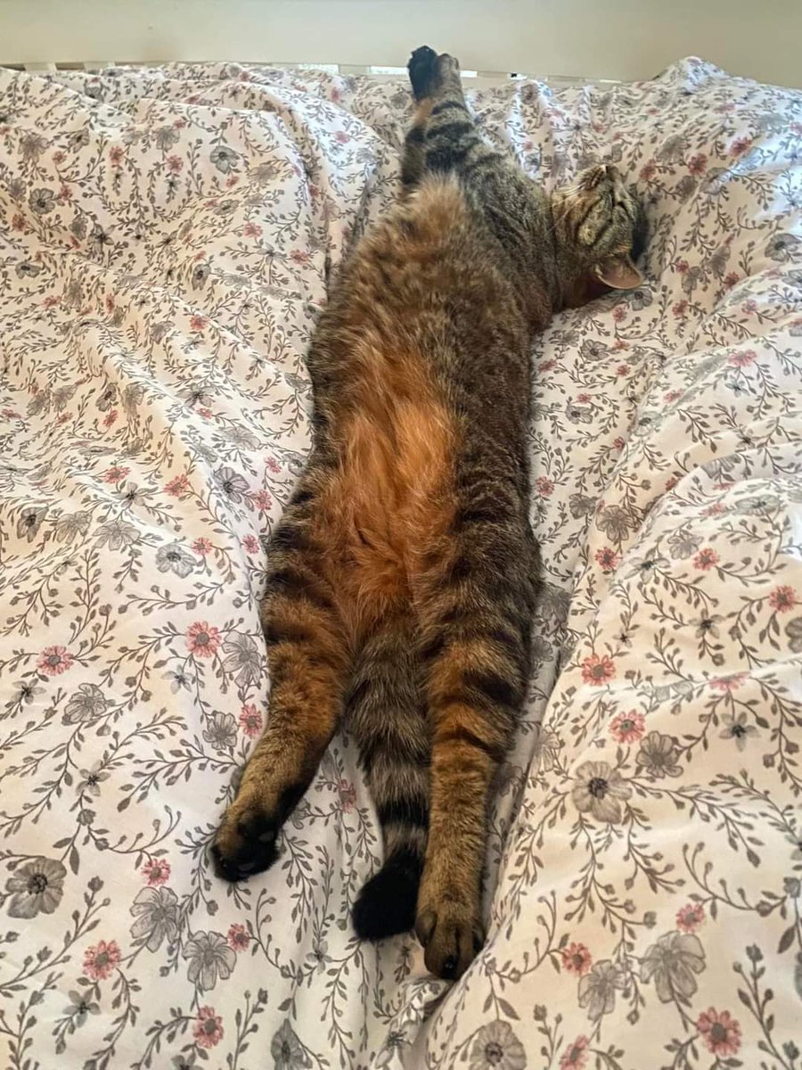 MissingPetsGB's tweet photo. 🐕 #Caturday Have you seen lost cat TINKERBELL?
She is 3 yrs old, chipped &amp; spayed. Tinkerbell escaped from her pet carrier when she was transported from my owners dasa car, in the car park of Hawthorn Boarding kennels &amp; cattery, Coach Lane Hazel Rigg #NE13 on 28 May 2024 https://t.co/McSKK8inEg