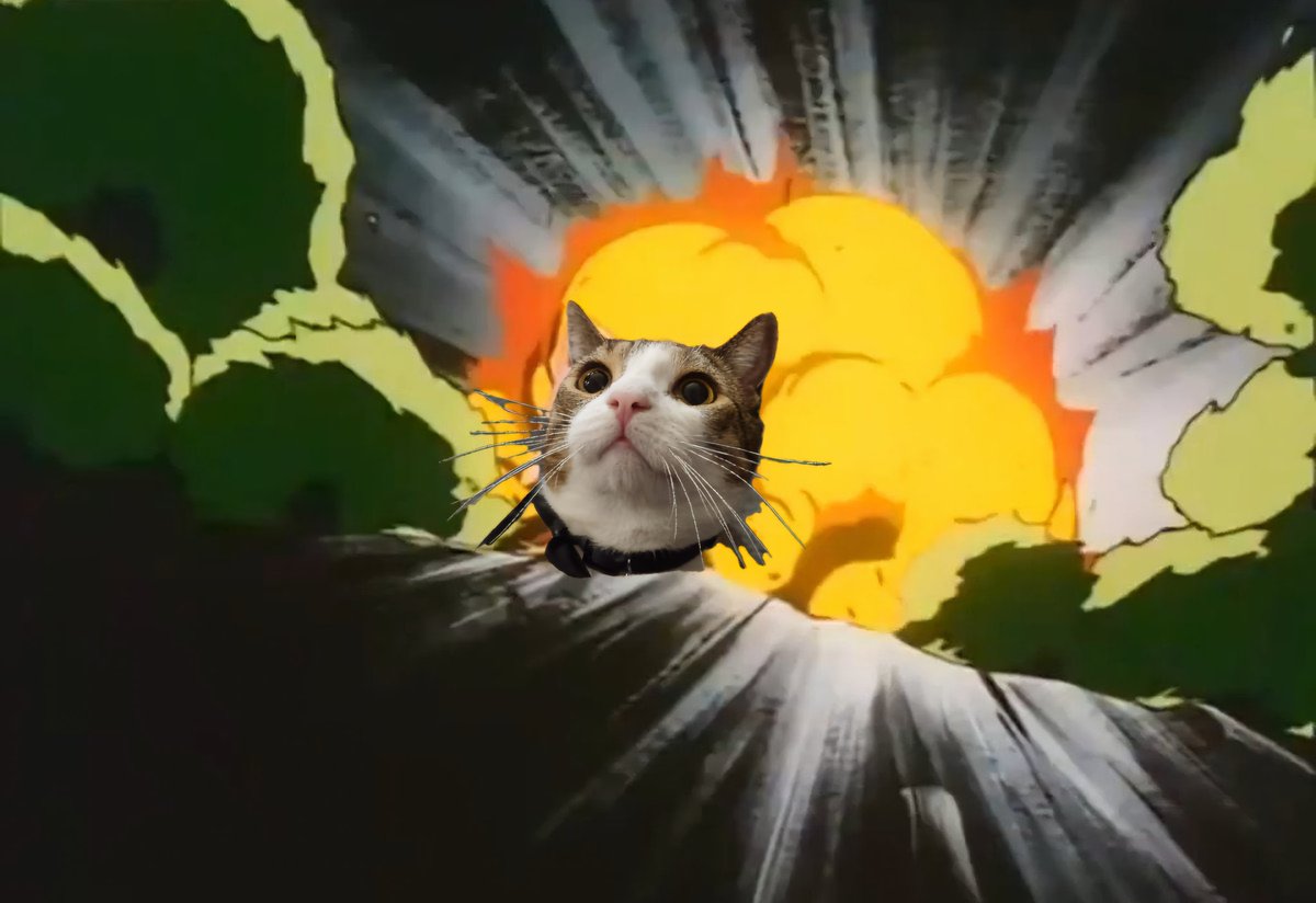 TheFernhands's tweet photo. This accurately describes the effect my cat has on my household https://t.co/2JmPsrMoLR