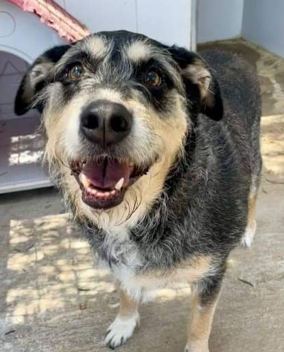 SosAbuelos1's tweet photo. #Valencia
Contacto; 
Adoptasvpap@gmail.com
@protectorasvpap

Cuestionario: 
https://t.co/pX8Oj4XaP4

A #BICHO lo devuelven después de casi 8 años... Fue adoptado de bebé en la protectora, pero su dueño está muy enfermo y ha tenido que volver al lugar del que partió hace tanto tiempo. 

Es sociable con machos y hembras y después de toda una vida en un hogar esto se le está haciendo muy duro.