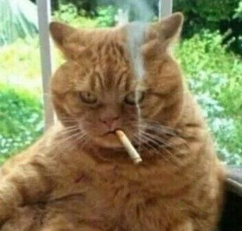 ItsOverCat's tweet photo. $OVER https://t.co/Rhg2rHytv8