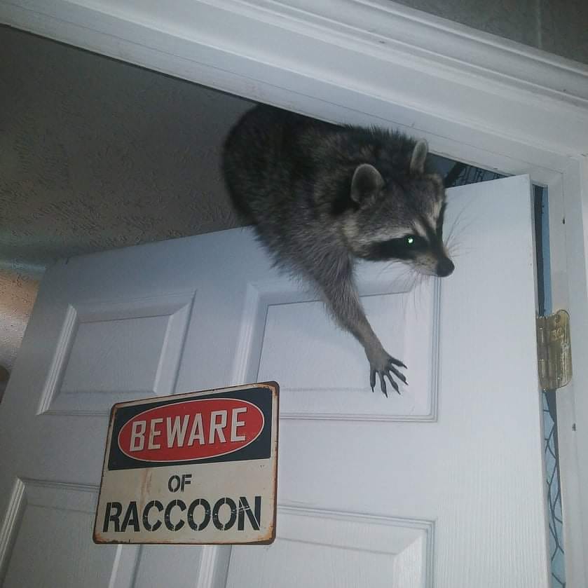 raccoonhourly's tweet image. 