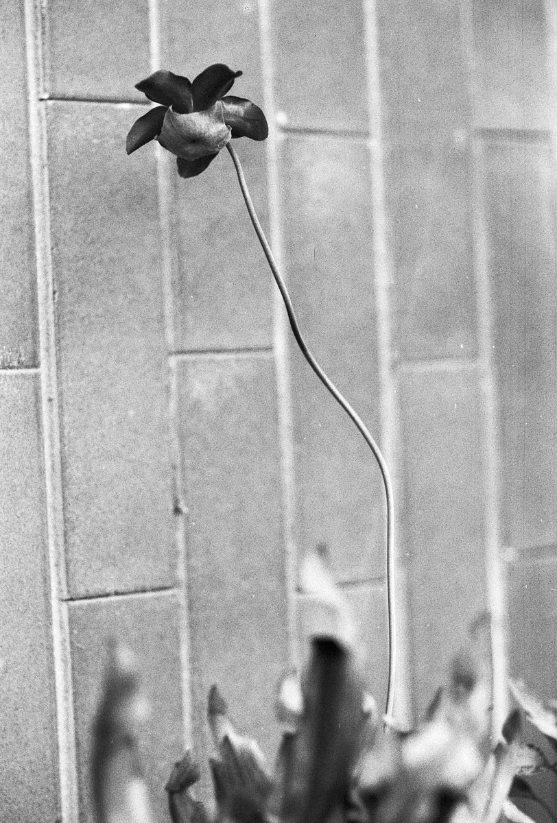 CanonF1's tweet photo. Towering over your head
EF, 85/1.2FD, UN54
#filmphotography #strangeflower #sarracenia https://t.co/SDDf7YeeDS