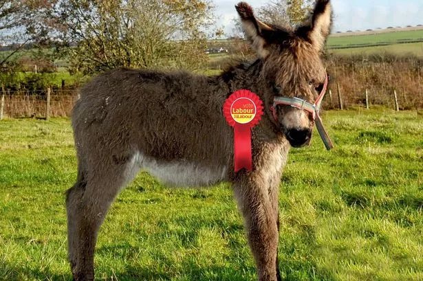 André D'onkey is hotly tipped as the next Labour candidate for "insert name of safe Welsh seat". D'onkey once holidayed in Prestatyn, and is a close friend of Sir Kier Starmer having lived in his parents garden for several years. Currently head of the centre for stuff, a think