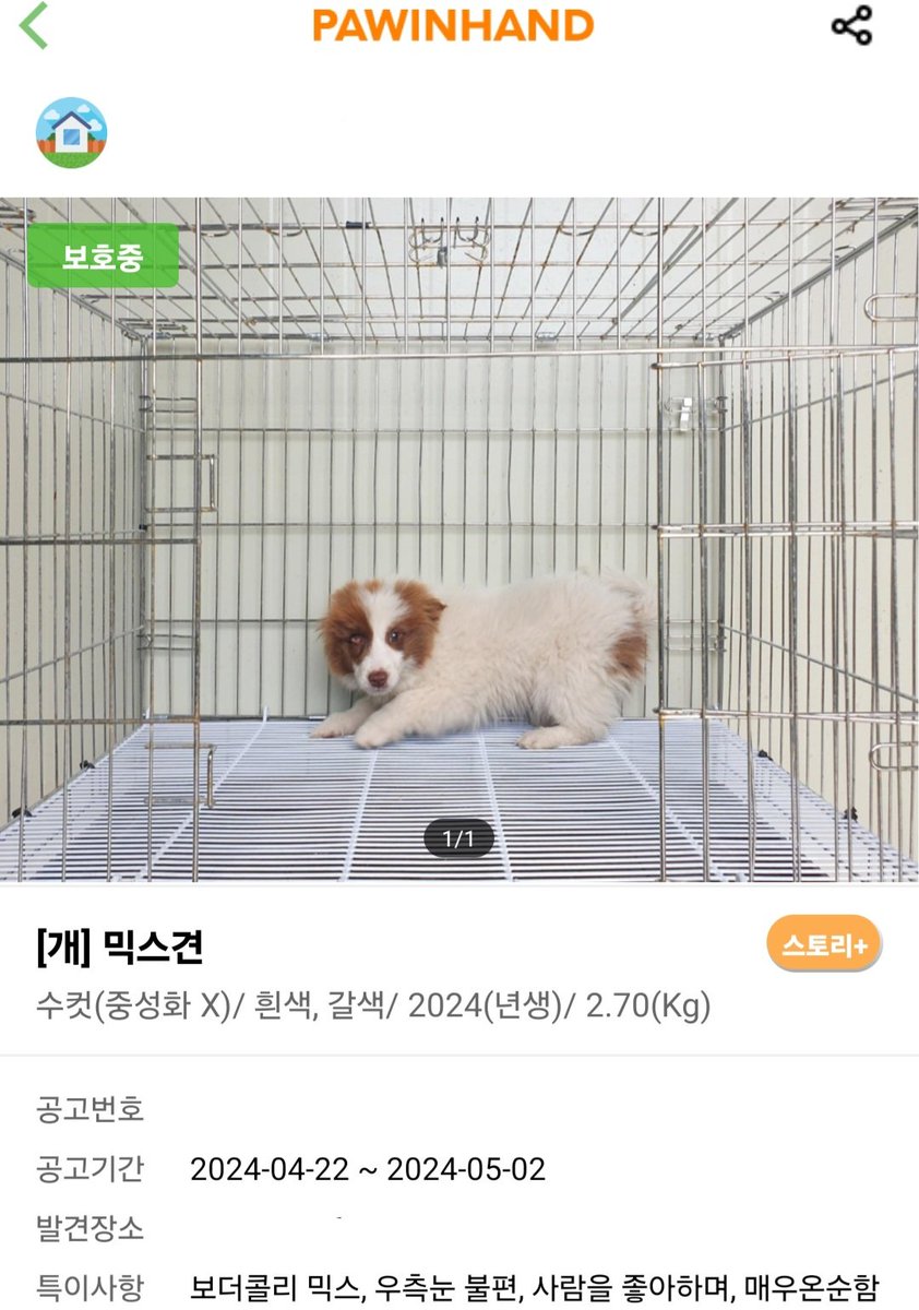 🤎 시나몬 이야기 🧡

시나몬은 눈에 장애가 있다는 이유로 외면받은 채, 동배들 다섯이 모두 입양을 간 뒤에도 한달이 넘도록 혼자 보호소에 남겨져 있었던 아이에요.

이제는 작고 소중한 시나몬을 꼬옥 안아줄 내 가족을 만나고 싶어요!🐾

#시나몬_안아주세요🥨
#임시보호중 

(프로필 이어짐! ➡️