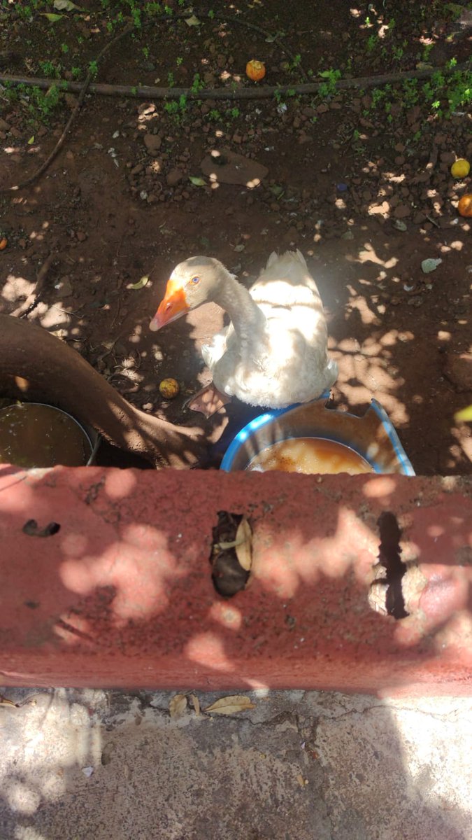 Enzolopez___'s tweet photo. Pocos sabrán de su existencia https://t.co/BO8ZkIjbTp