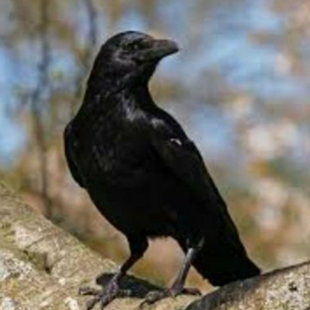 RefuseTexercise's tweet image. #NewProfilePic