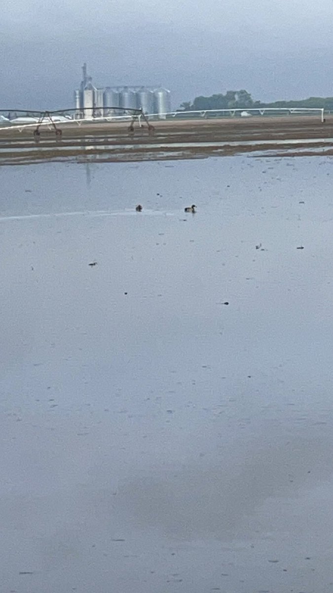 Farming ducks this year instead of corn and soybeans!