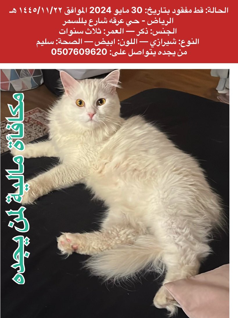 missingpetscare's tweet photo. 💰مكافأة مالية لمن يجده💰

الحالة: قط مفقود بتاريخ: 30 مايو 2024 الموافق ١٤٤٥/١١/٢٢ هـ 
اسم المدينة: #الرياض - #عرقة 
المكان: حي عرقه شارع بللسمر 
الجنس: ذكر 
العمر: ثلاث سنوات 
النوع: شيرازي
اللون: ابيض
الصحة: سليم 
من يجده يتواصل على: 0507609620

#قطط_الرياض #قط_مفقود #قطط_مفقوده #تبنى_لاتشتري #تبنى_لا_تشتري #الرياض_الان #قطط_مفقودة #عاجل_الان #قطط #قطط_عرقة  @RiyadhCats @lostnfound_sa  @aad_fs @Candle310 @Bnota1886 @Hneen_neen @Lamia1408 @resqueingcats @rahmah_lost @nujod_07 @MissingCat4 @atheer_Osaimiii @ftomy2021 @qhfc61