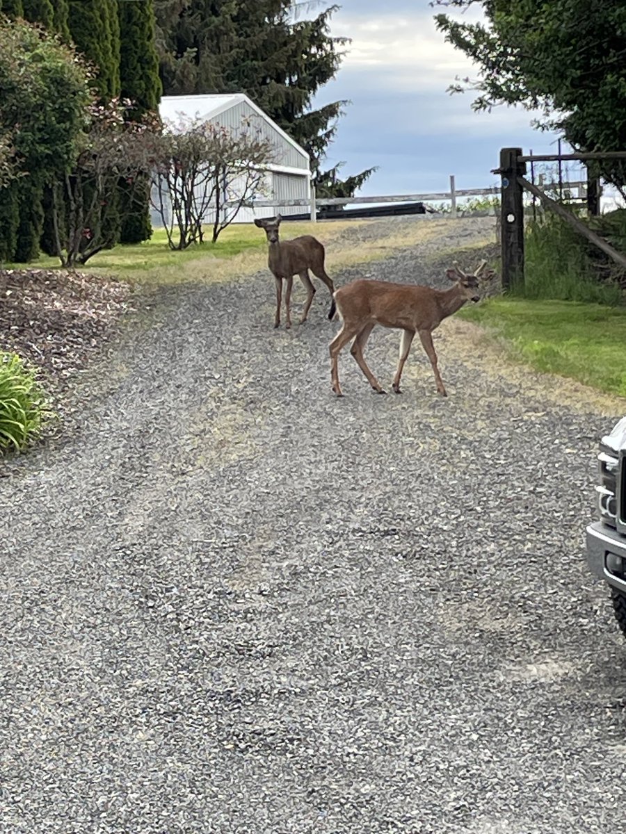 It's a two Buck morning!🦌🦌