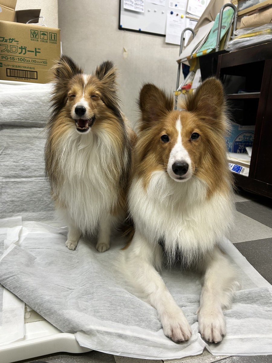 最近バタバタで全然投稿できてない😱
我が家のシェルティ兄妹2歳と1歳になりました🐶✨
#シェルティの日2024