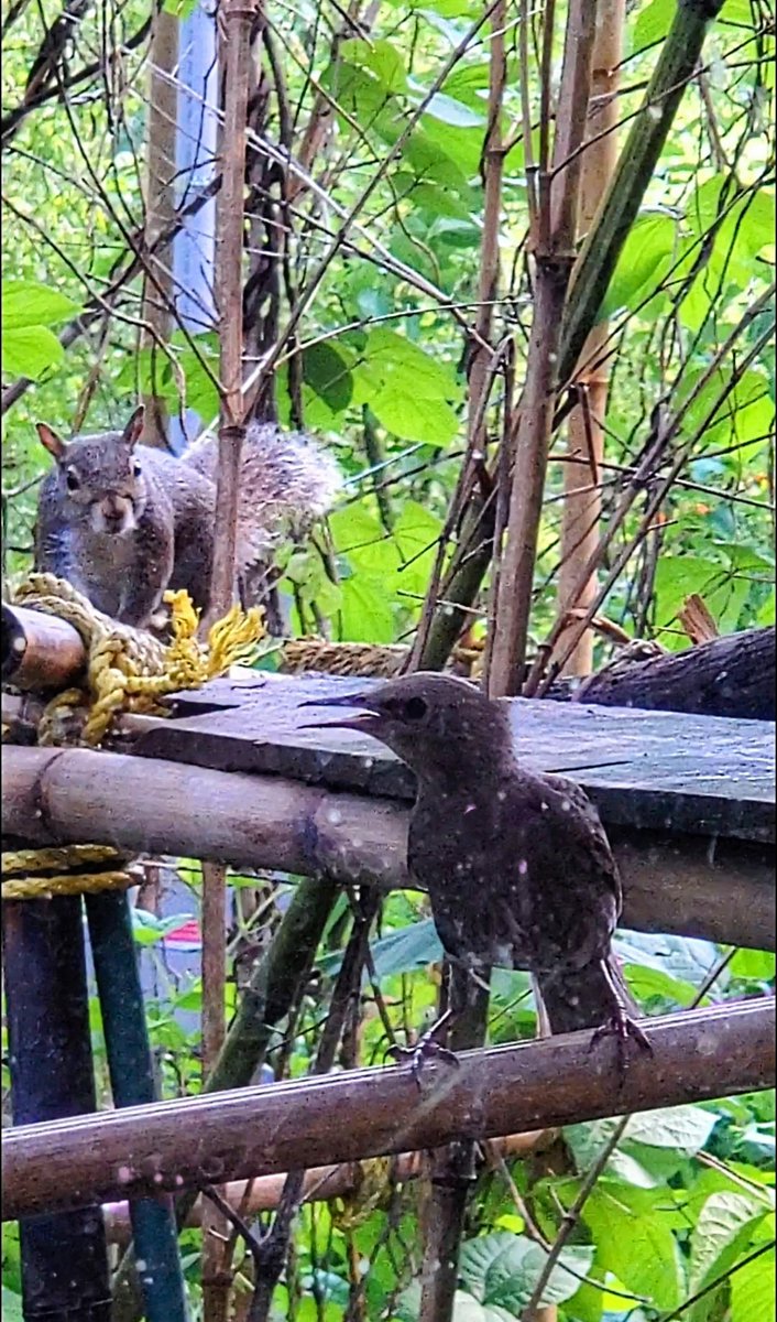 @sciuridaely Adorableness!! 🥰 
💖🐿💖🐿📸💖
💙🌰💙🌰🐿🌰💙🌰💙
💙🐿 #Sciuridae 🐿💙
💙🌰💙🌰🐿🌰💙🌰💙
#fightlikeasquirrel  #SquirrelStrong  #SaveGreySquirrelUK 
Good morning 🥰
