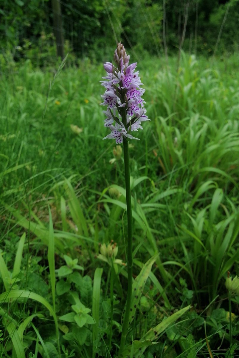 Common Spotted-orchid (Dactylorhiza fuchsii) at Boxley Warren. @KentFieldClub @BSBIbotany @ukorchids @plantlife @NESussexandKent @maidstonebc @KentWildlife