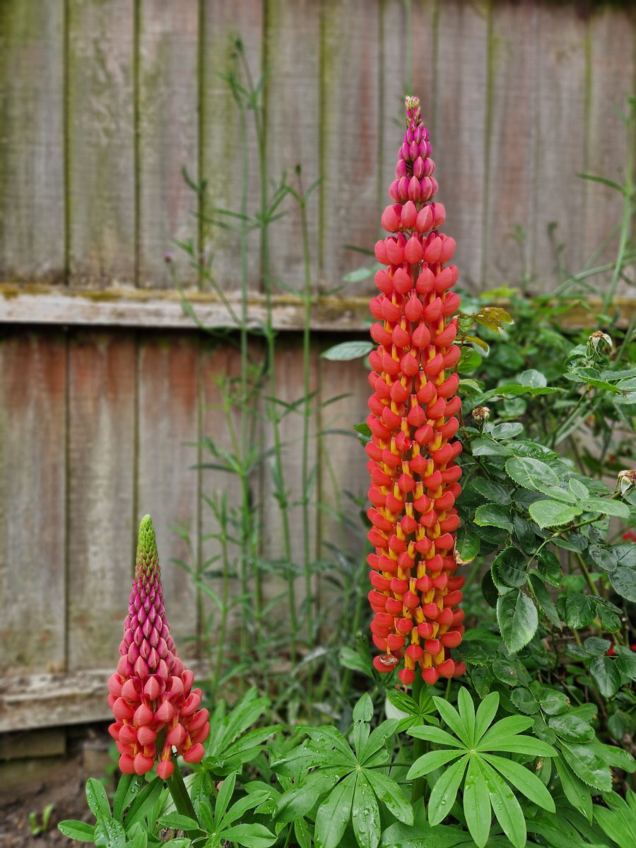 Everybody needs a lupin on a distinctly average june Saturday!!