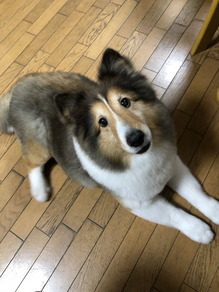 お空組も参加🐶✨
はっち大好き💕💕
#シェルティの日2024