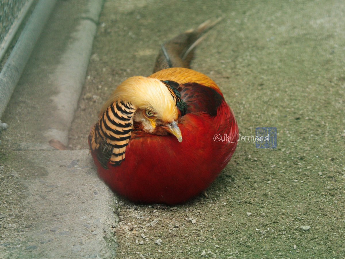 lik_nasua_nasua's tweet image. 丸い体と鋭い目
#久留米市鳥類センター #キンケイ 
#GoldenPheasant