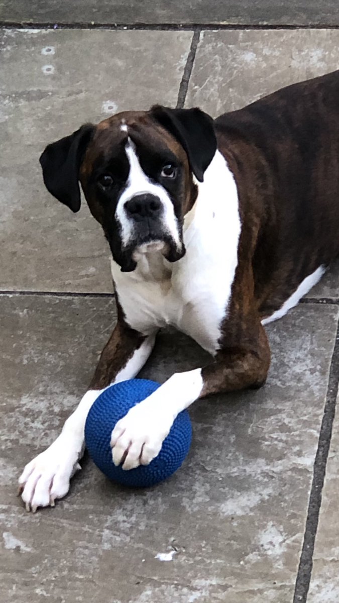 fmldogtraining's tweet photo. 1:2:1 Dog Trainer🐕‍🦺-Puppy Training &amp; Classes 🐶-Home Visits 🏠-North London 
If you would like to discuss any puppy problems or concerns, have an older dog displaying unwanted behaviour call Paul on 07831 562009 to see how I may be able to help you…🐾 https://t.co/xMIaHa06D2