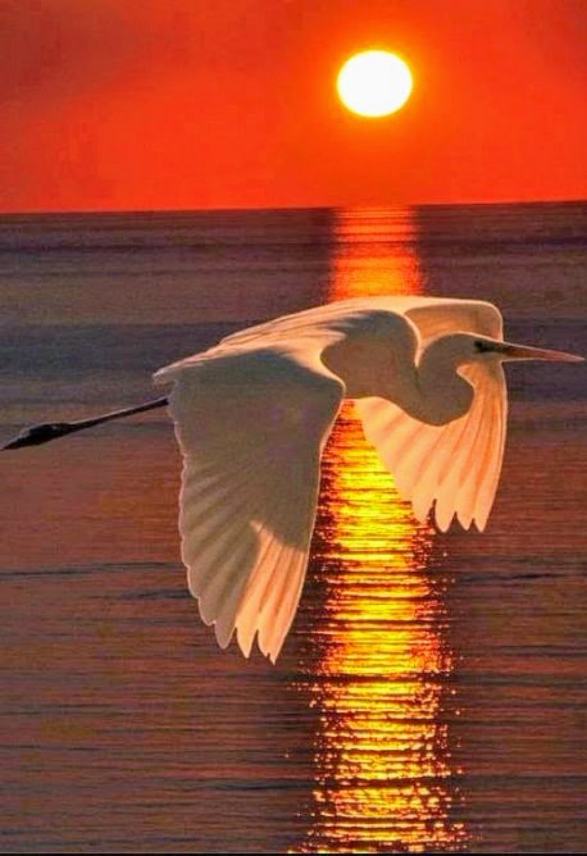 Singular tweet media