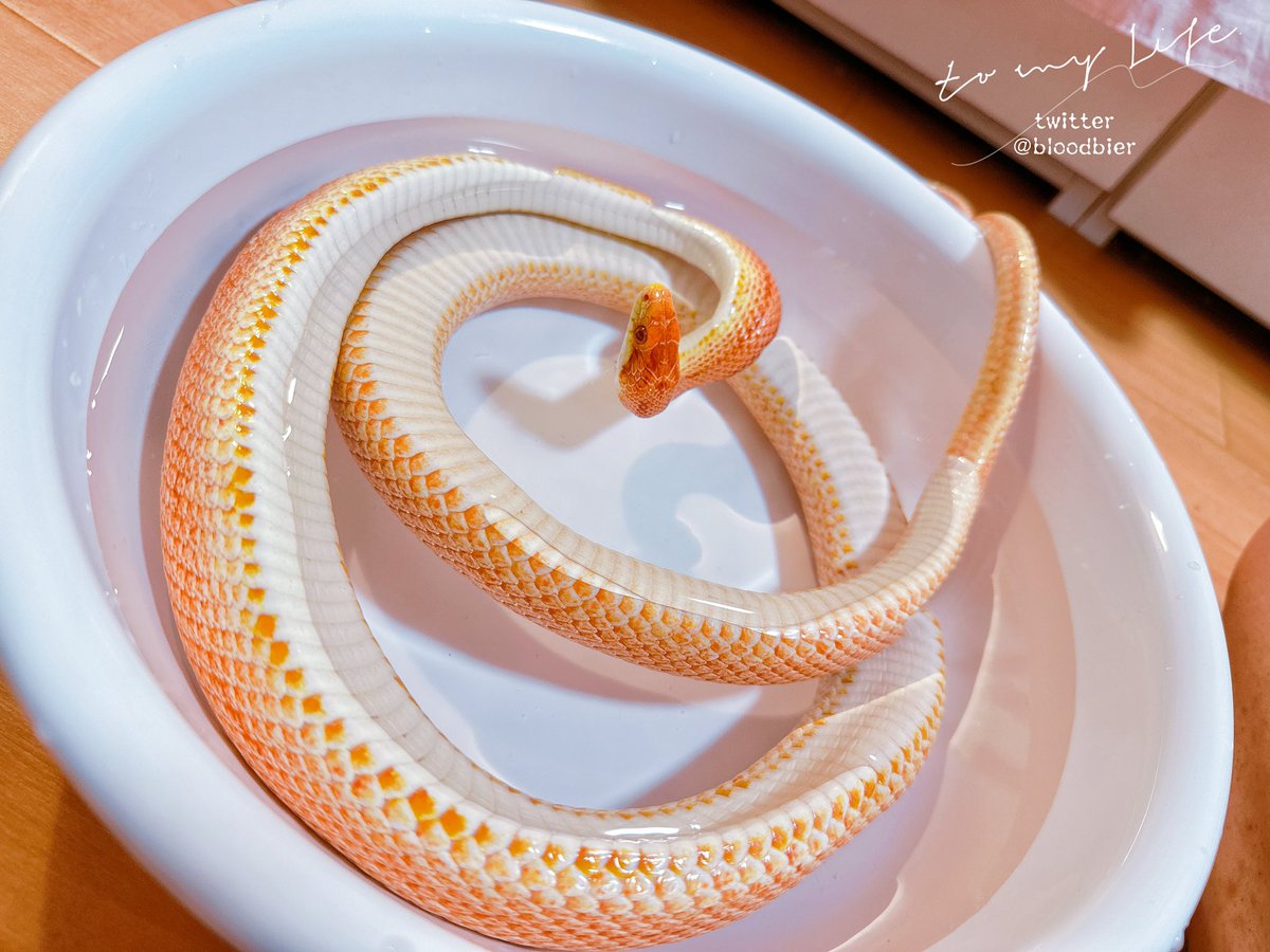 なんでおなかまるだしですか、、かわいいがいきてる、、、
#コーンスネーク