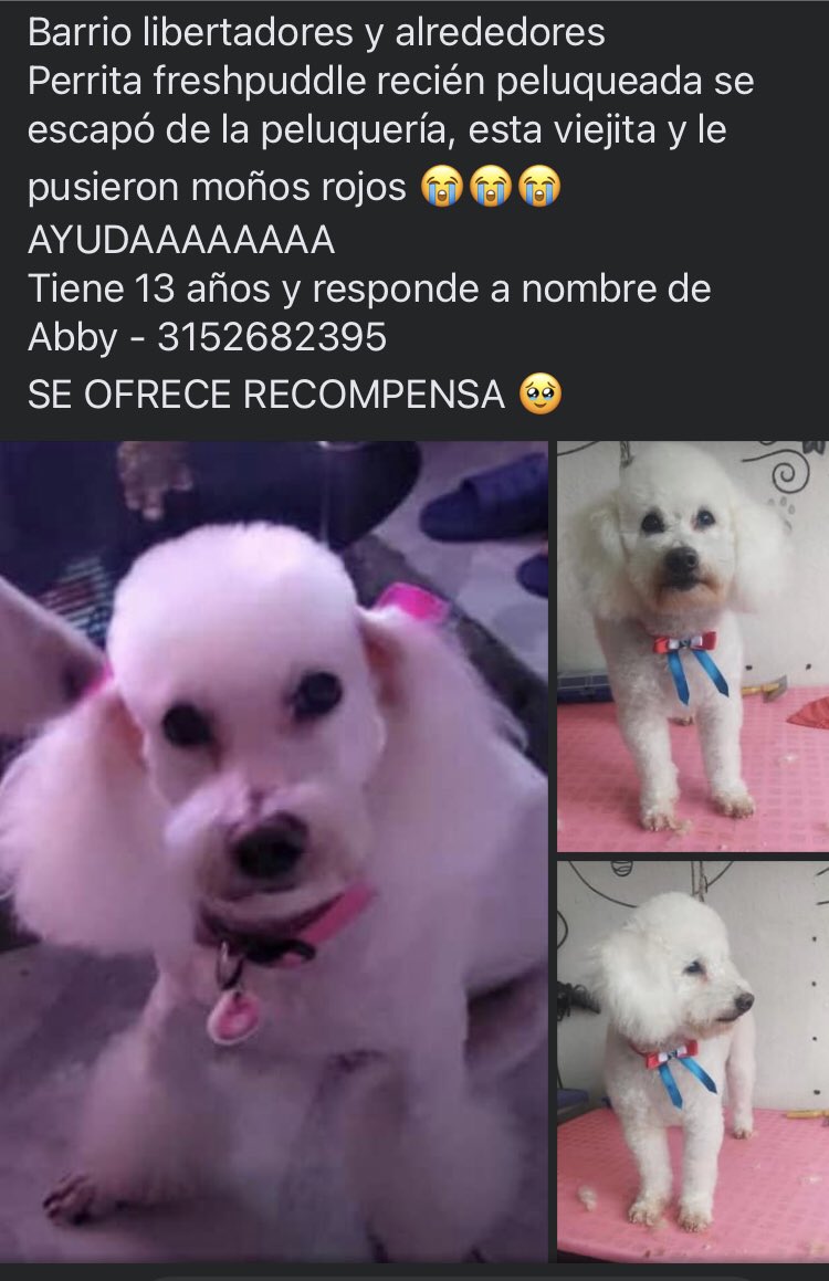 TafurT8's tweet photo. Ayúdame a compartir por favor, tiene 13 años es muy poco lo que escucha y ve 😭💔 no tiene colita
Fue el 31 de Mayo a las 10am
PALMIRA - VALLE https://t.co/eG1Sn4NrhO