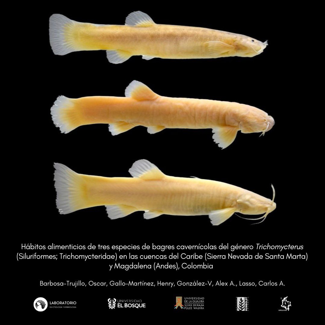 Oscar Barbosa tweet media