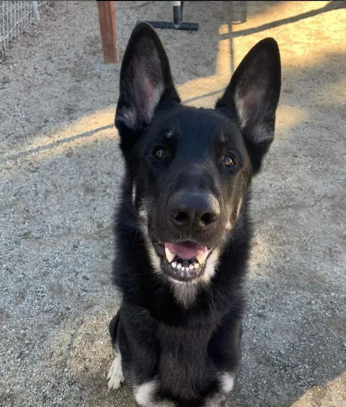 🆘💔🆘 After 5 months in 3 different Los Angeles County shelters, today, Sat June 1, #GermanShepherd VON JONI has a chance to find his forever home, because he can be adopted from Agoura CA ACC for FREE! info⬇️ #A5600691 #AdoptaPetDayCA