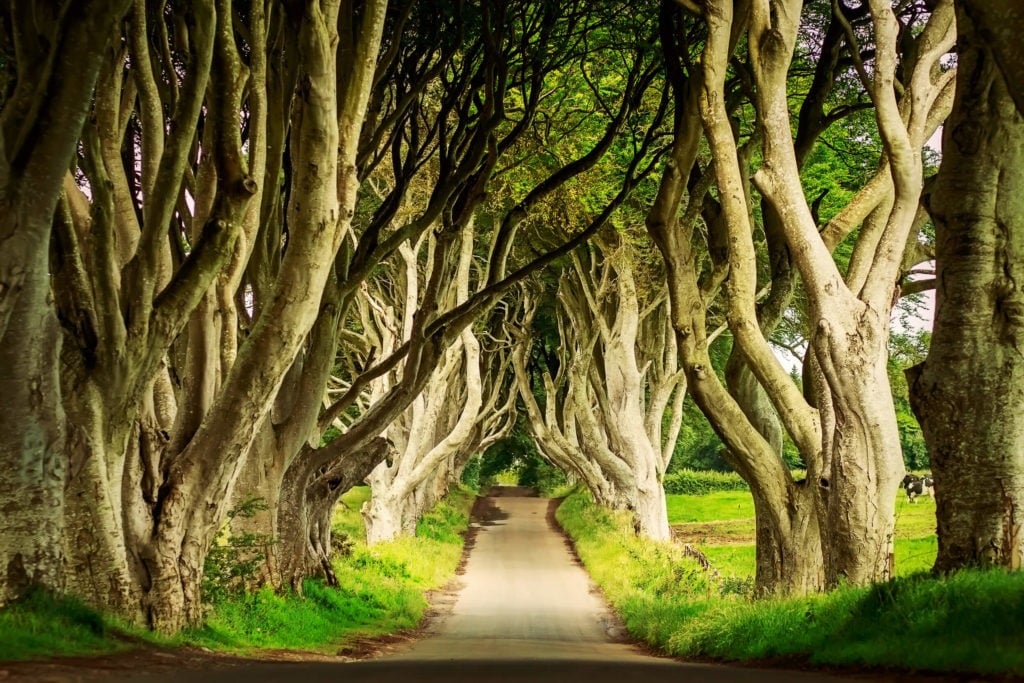 Walks in Ireland hit a little different, especially when you’re strolling through the mysterious Dark Hedges. 🌳✨ Used as the iconic King's Road in Game of Thrones, this spot is a must-see. Have you visited?