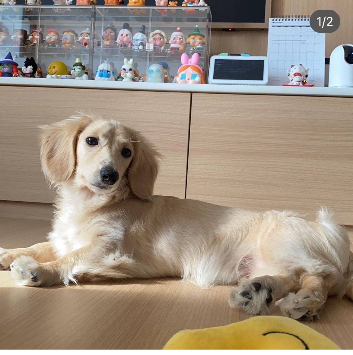bini_08mm's tweet image. Aiaahhh! English Cream Long-haired Dacshund nalang!! 

I've been trying to get one myself but they're so condo friendly and they're not that hard to maintain! Pic for reference hehe: