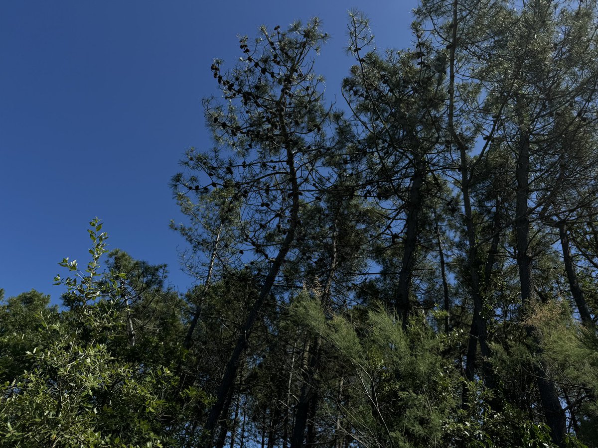 lively_nature's tweet photo. To the sky… 🌲 #nature #naturelovers #instagram https://t.co/GPD7vQHJLI via @youtube https://t.co/E0Yxu90DtZ