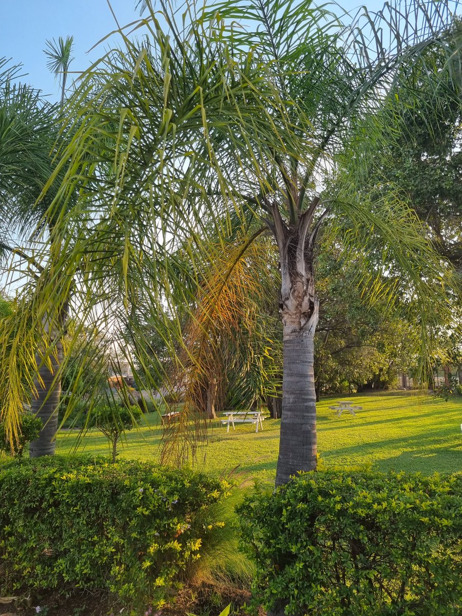 EntrepreneurFar's tweet image. Good evening from Mutoko

When trying to achieve your goals, focus not just on the goal but mostly on becoming the person capable of achieving it.

#KeystoSuccess