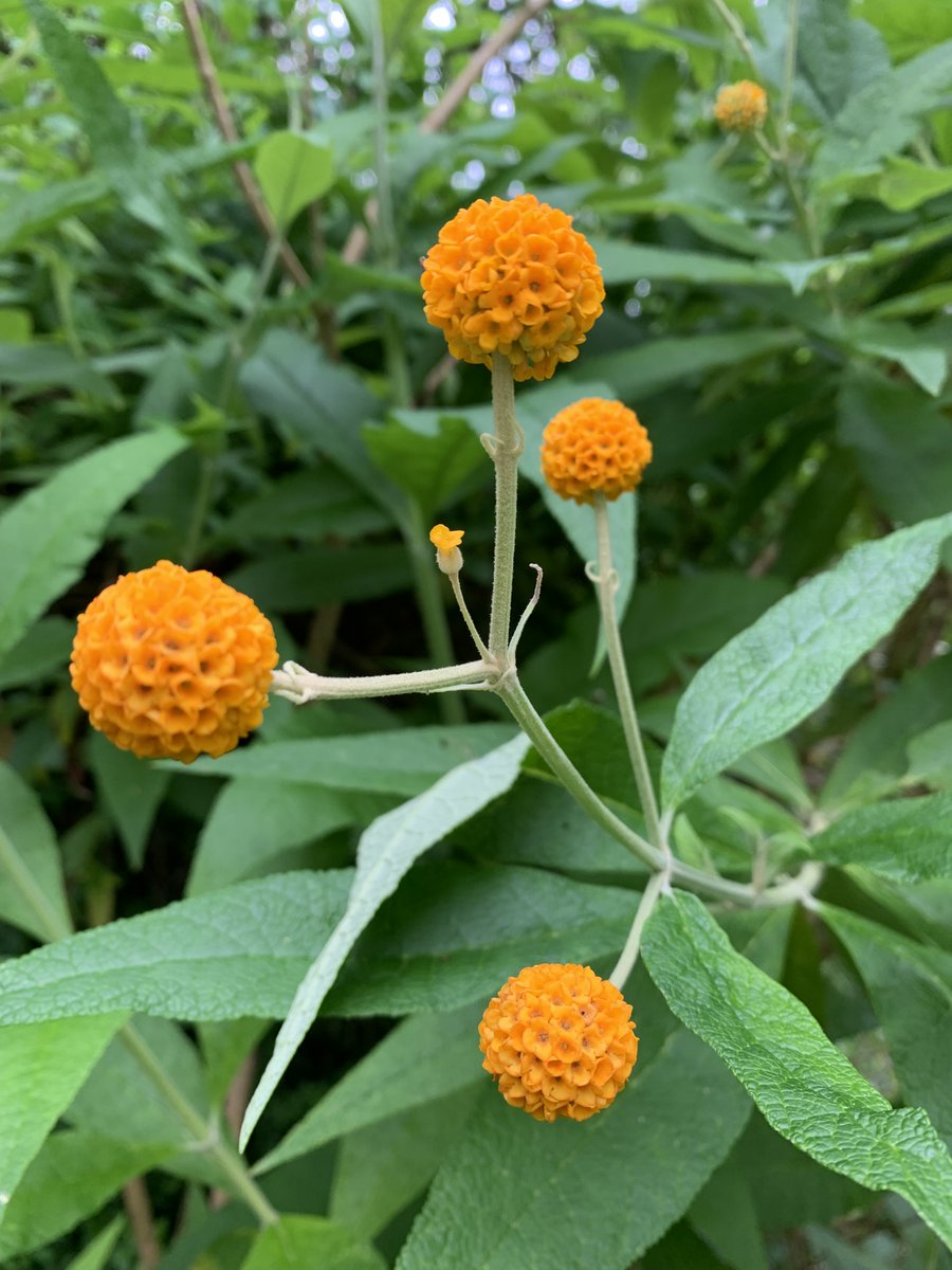 Buddleja globosa in full flower. Grown from a cutting.