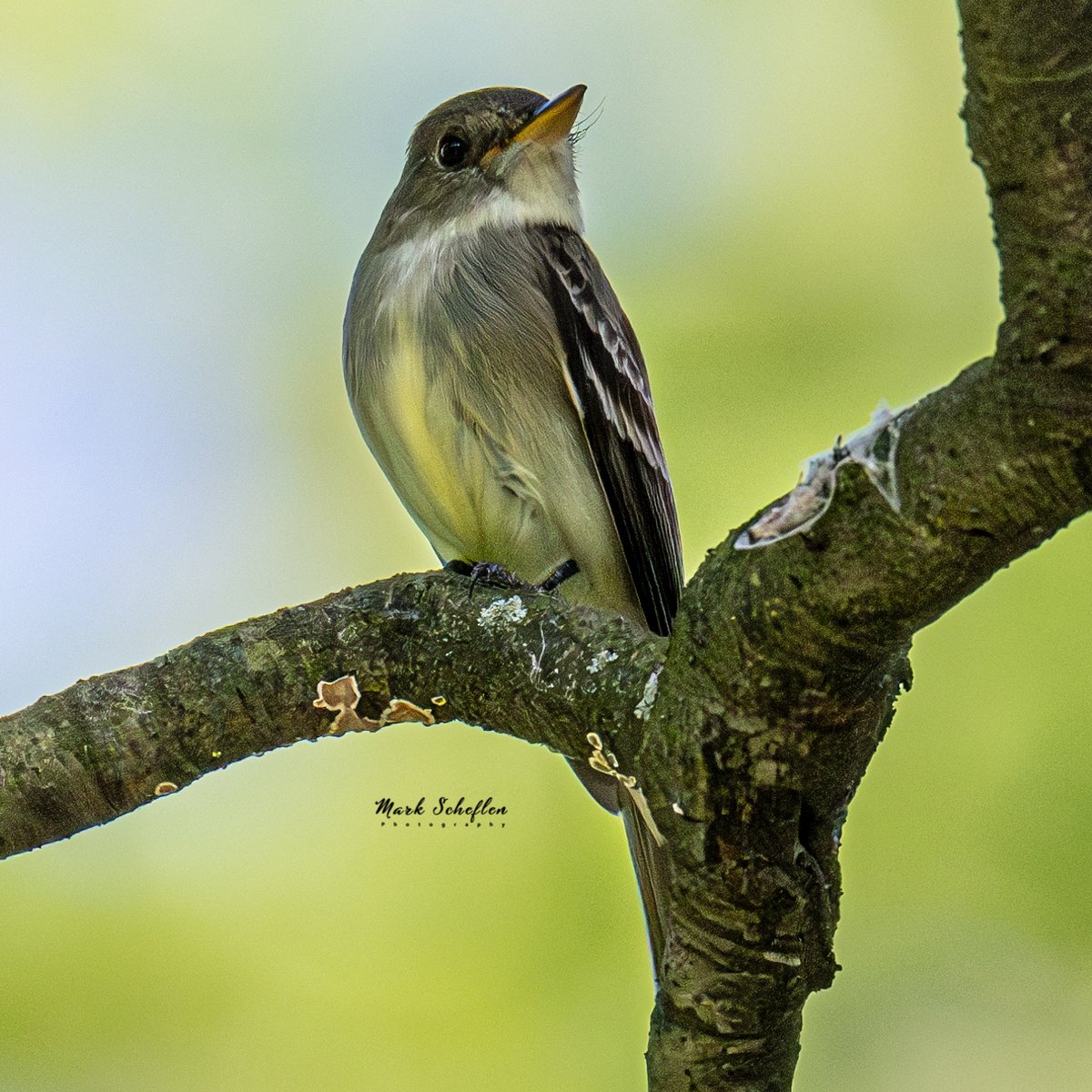 charlieschef's tweet photo. Eastern Wood Pee wee, Pool area, Central Park, N.Y.C #birdcpp #TwitterNatureCommunity #birdsofinstagram #britishnatureguide #naturephotography #birdphotography #twitterphotography #wildbirdphotography #nikonphotography #NatureBeauty #nycaudubon 5.31.2024 https://t.co/oY2nK6ZiV5