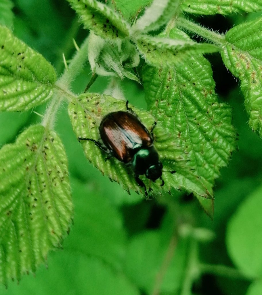 The strikingly attractive Garden Chafer (Phyllopertha horticola), observed within an area of chalk grassland and scrub (a favoured habitat) at Boxley Warren Local Nature Reserve, near Maidstone. @KentFieldClub @ColSocBI @Buzz_dont_tweet @NESussexandKent @maidstonebc @KentWildlife