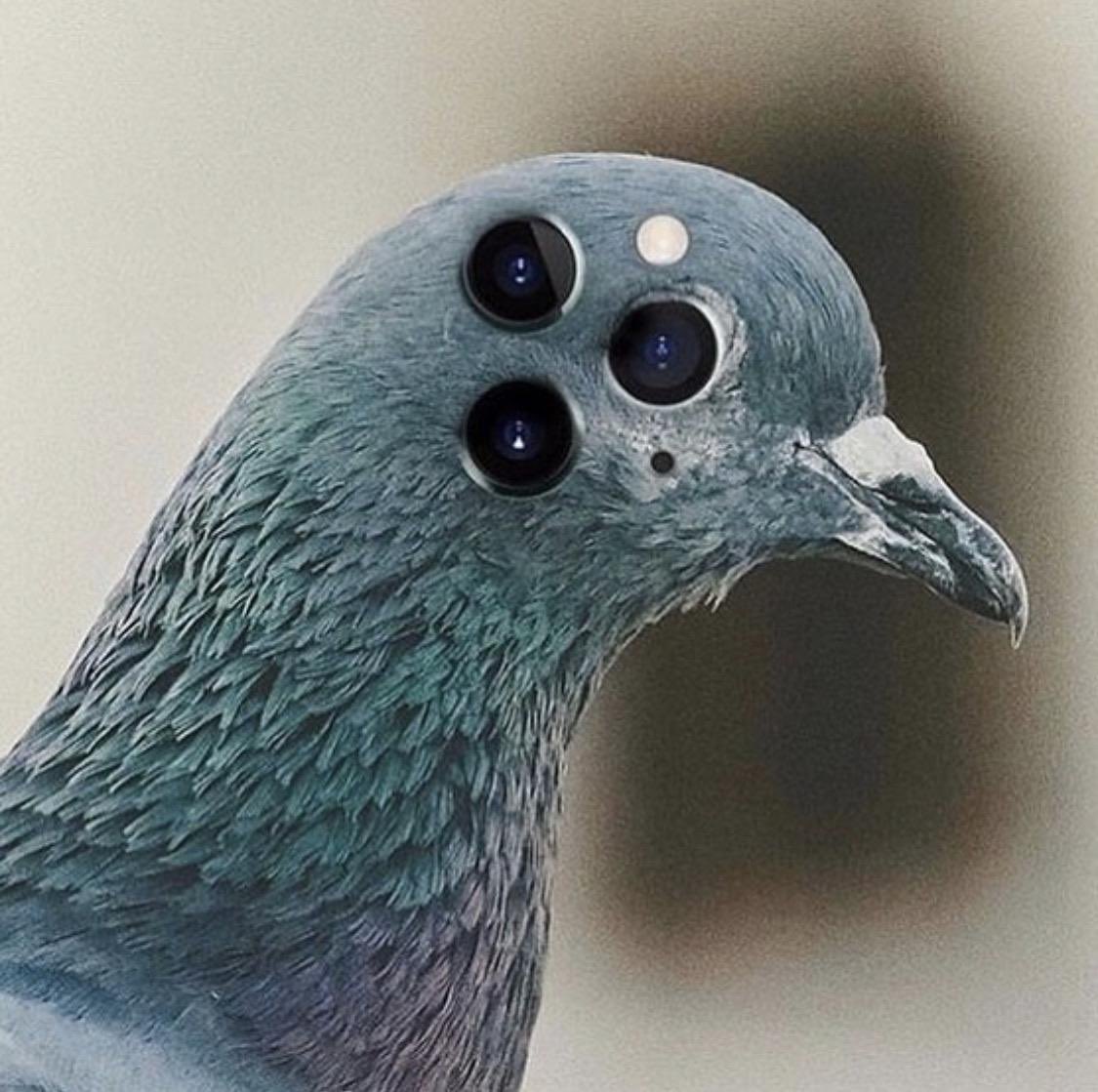 UrbanPigeon's tweet photo. https://t.co/8bmRfTn22U