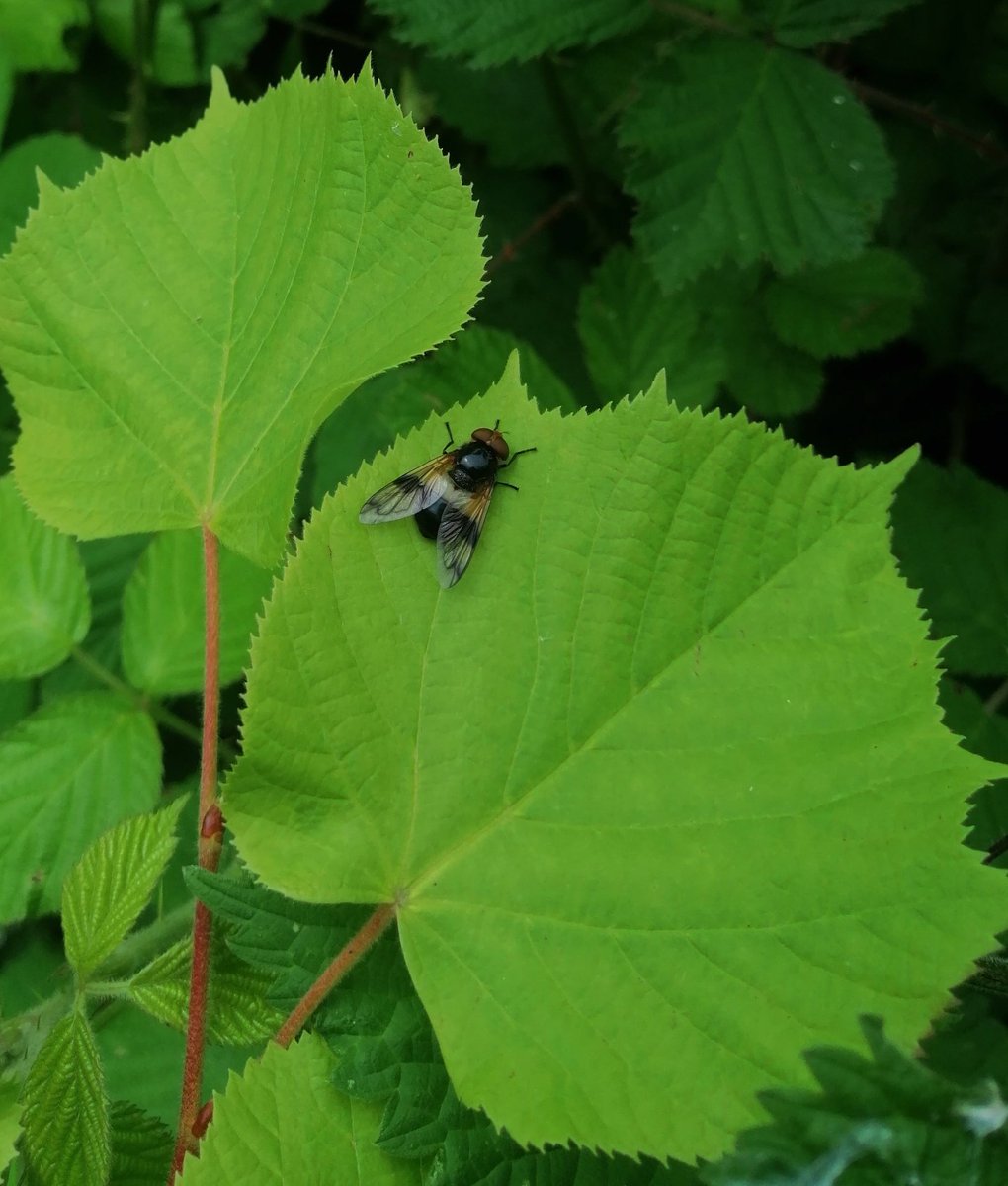 Pellucid Fly on Lime at Boxley Warren Local Nature Reserve. Lost tree & shrub species, including native Box, Lime & Juniper are being restored at Boxley with some positive early outcomes. @DipteristsForum @KentFieldClub @Buzz_dont_tweet @NESussexandKent @maidstonebc @KentWildlife