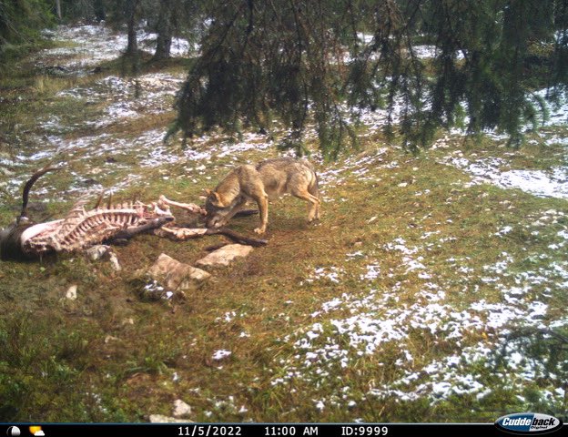 Voir aussi :  Au menu des loups suisses: plus d’animaux sauvages que de moutons letemps.ch/sciences/au-me… <a href="/LeTemps/">Le Temps</a> <a href="/AurelieCoulon/">Aurélie Coulon</a>